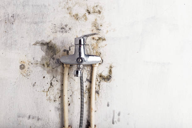 Best Residential Mold Removal  in Clayton, OH