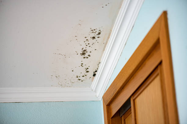 Best Mold Cleaning Services  in Clayton, OH