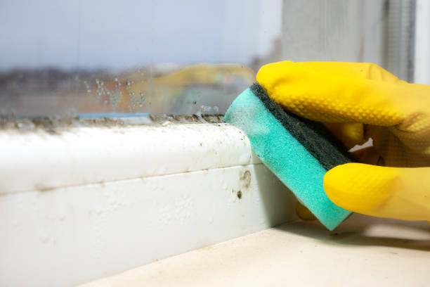 Best Emergency Mold Removal  in Clayton, OH