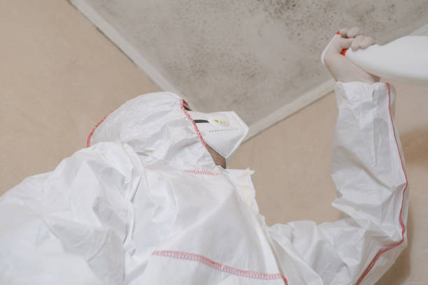 Home Mold Removal in Clayton, OH
