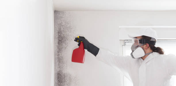 Best Mold Damage Repair  in Clayton, OH