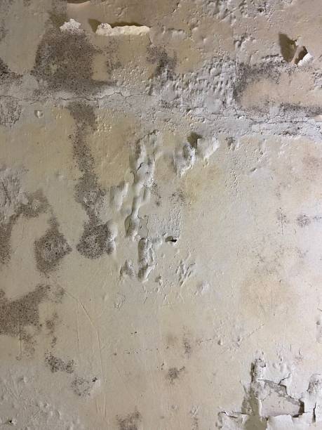Best Same-Day Mold Removal  in Clayton, OH