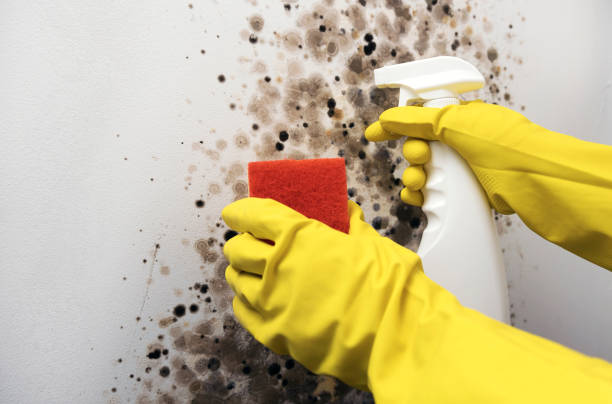 Best Mold Testing  in Clayton, OH