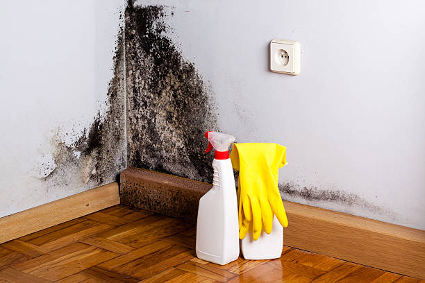 Best Mold Remediation Services  in Clayton, OH