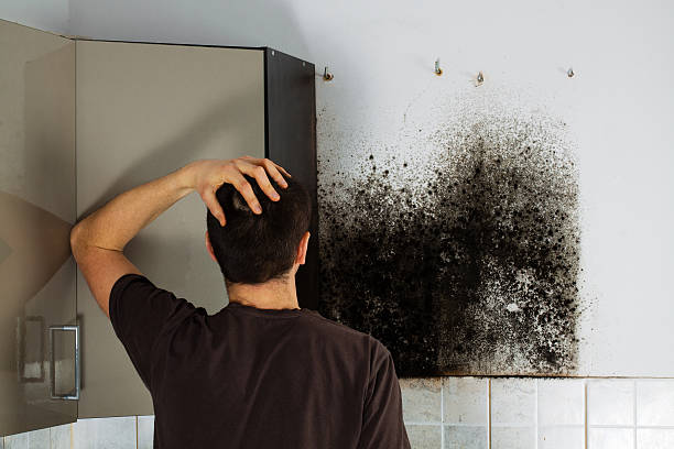 Best Affordable Mold Removal  in Clayton, OH