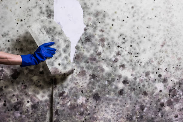 Professional Mold Removal in Clayton, OH