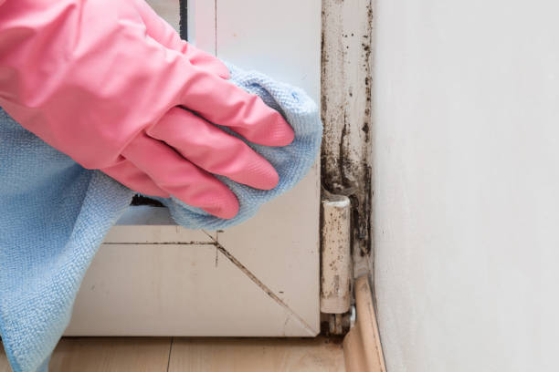Best Certified Mold Removal  in Clayton, OH